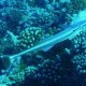 52- Remora 